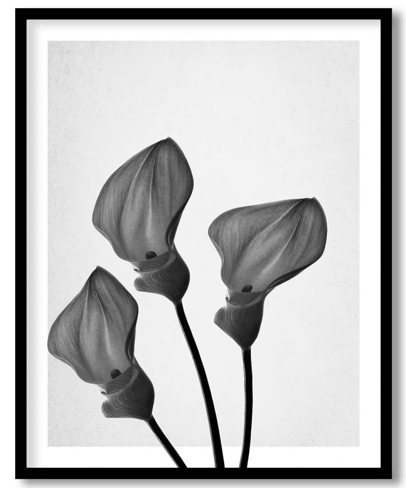 Ternary black and white floret #11