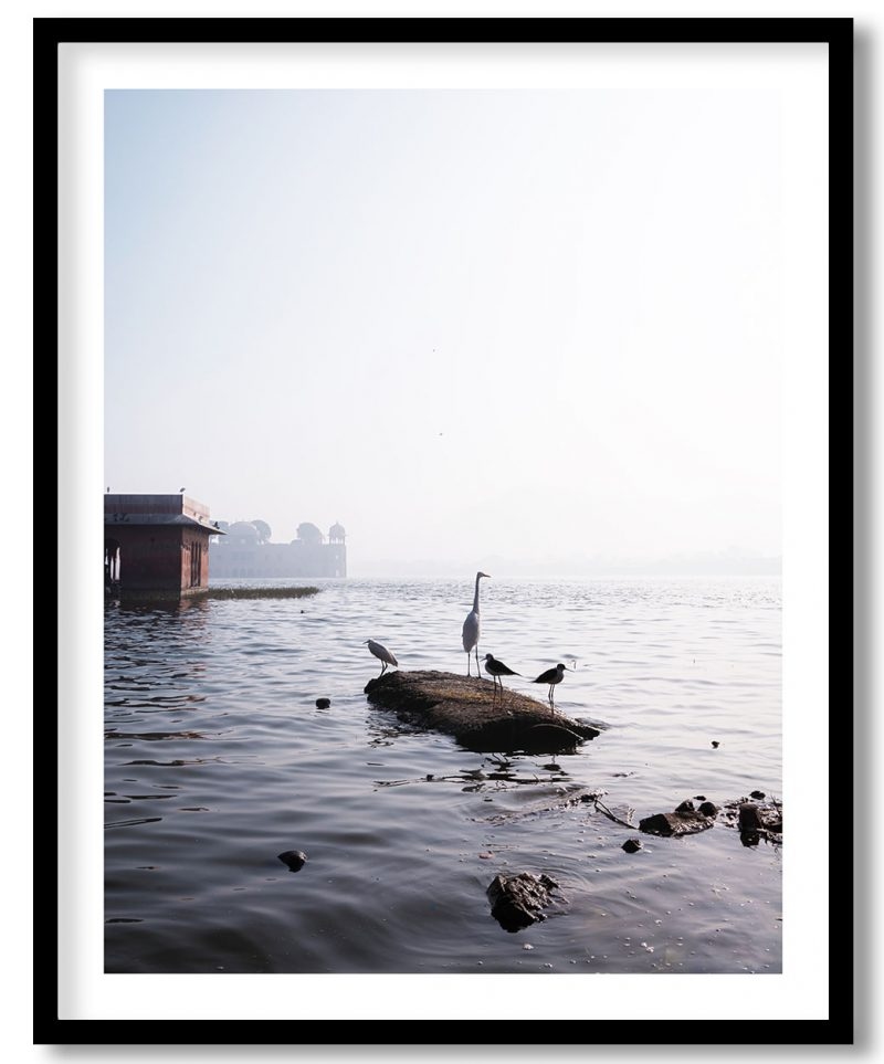 Jal mahal - Jaipur, Rajasthan