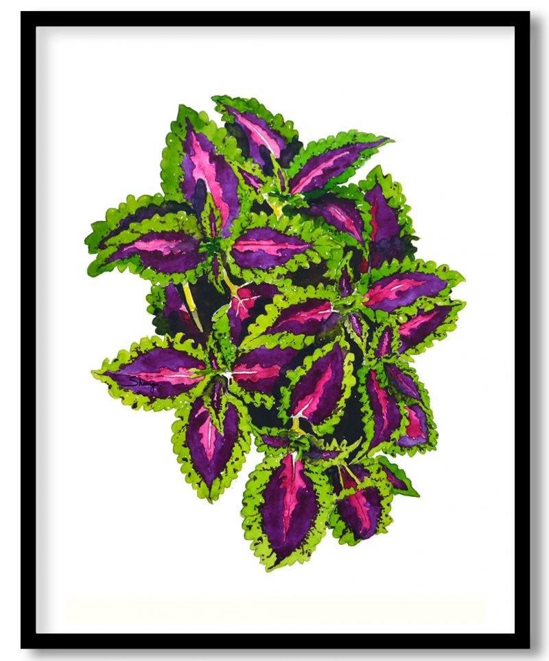 Coleus botanical
