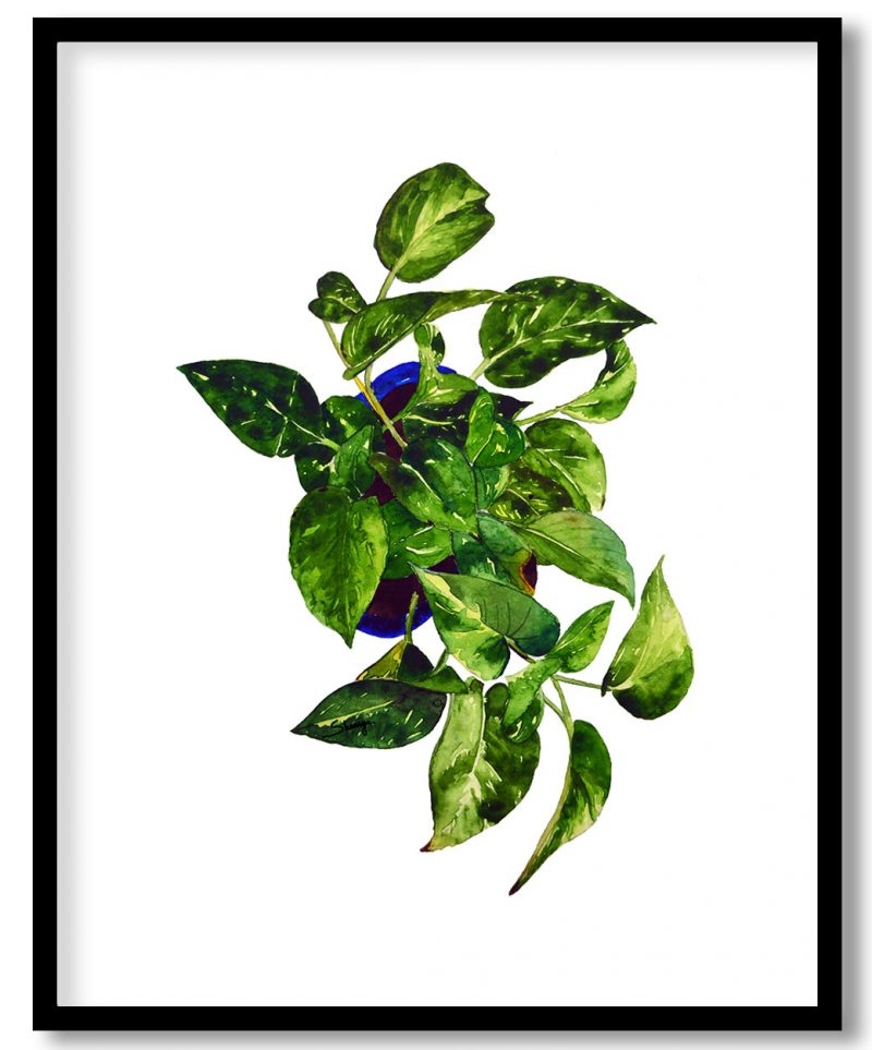 Watercolor moneyplant