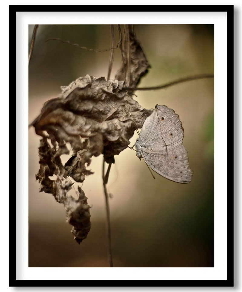 Butterfly in autumn season