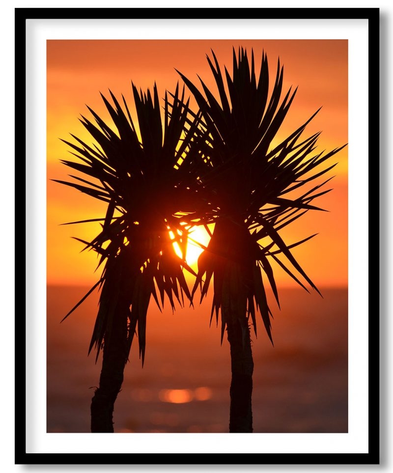 Palm exotic sunset