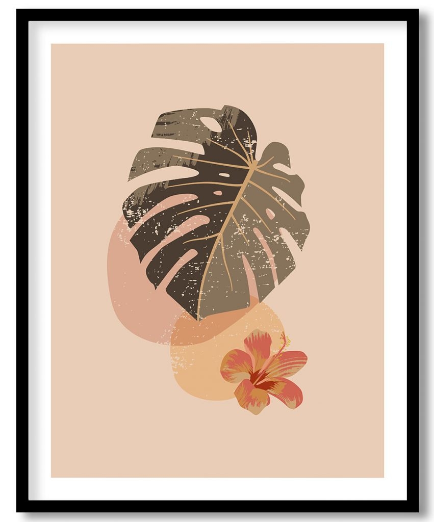 The swiss cheese plant of monstera