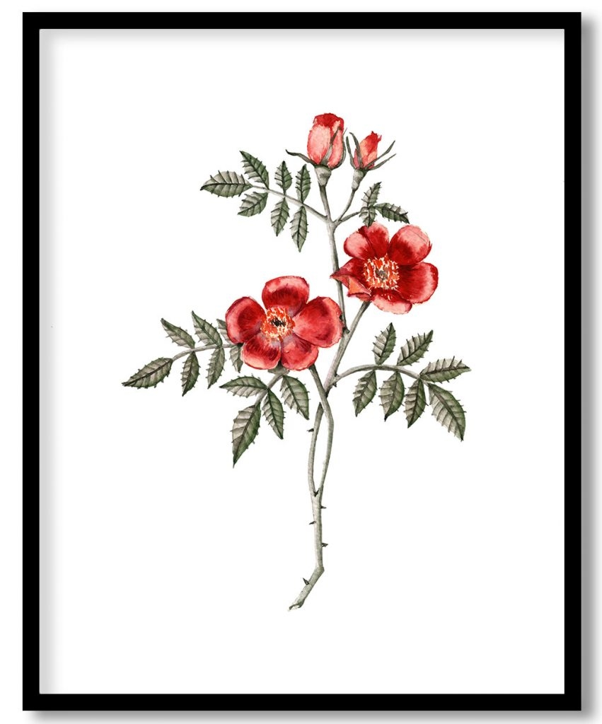 Vermilion rose flower