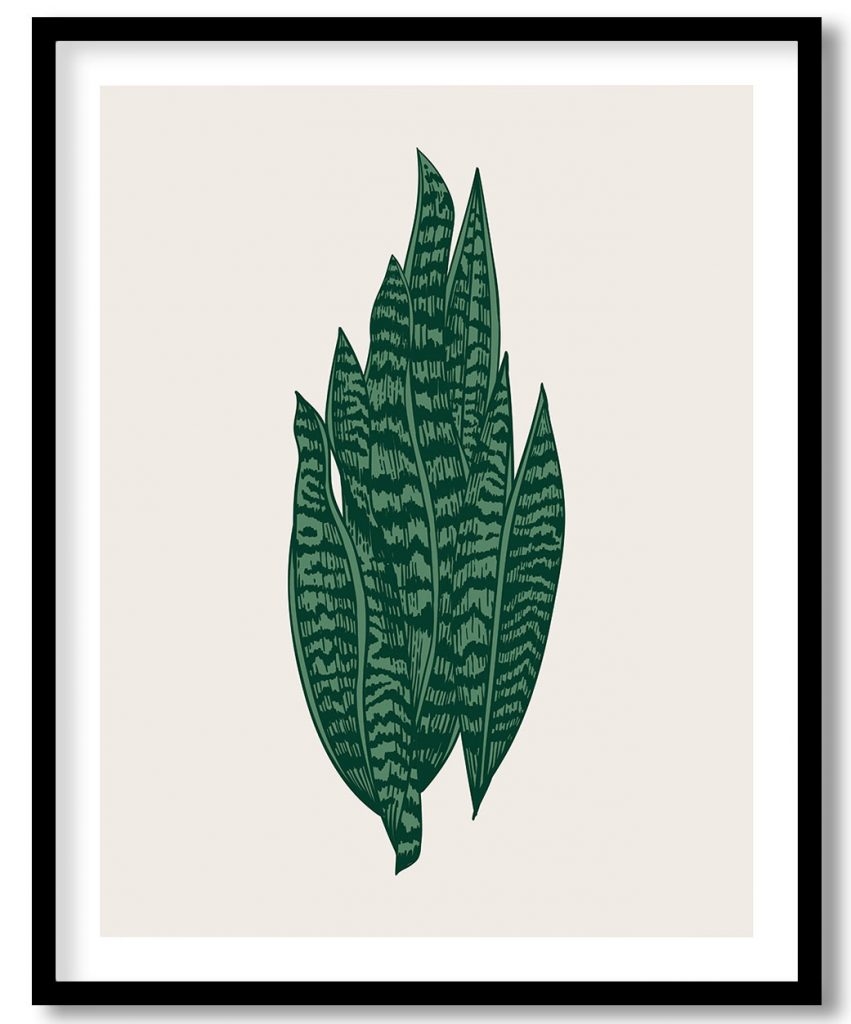 Vintage exoctic green sansevieria leaf