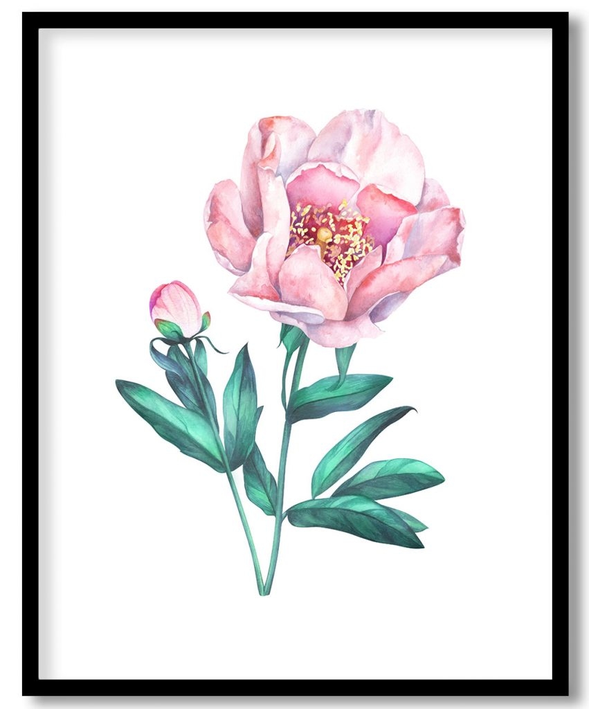 Watercolor blush pink peony
