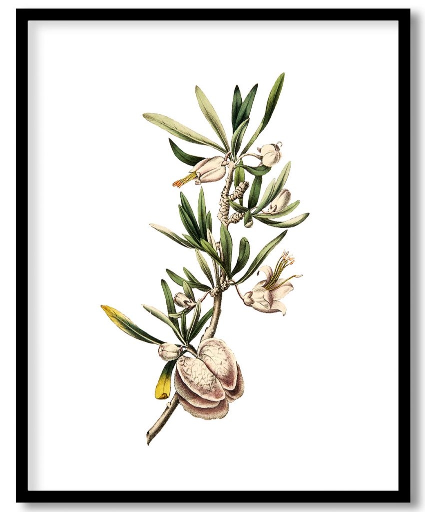 Botanical Flower Painting