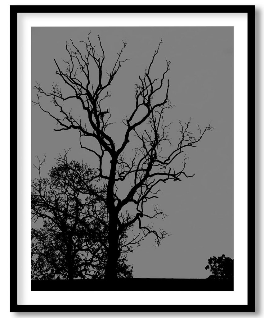 The Dead Tree