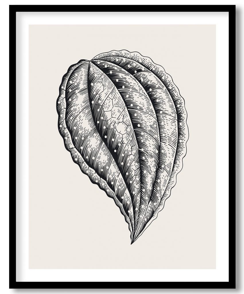 Vintage exoctic black and white bertolonia leaf