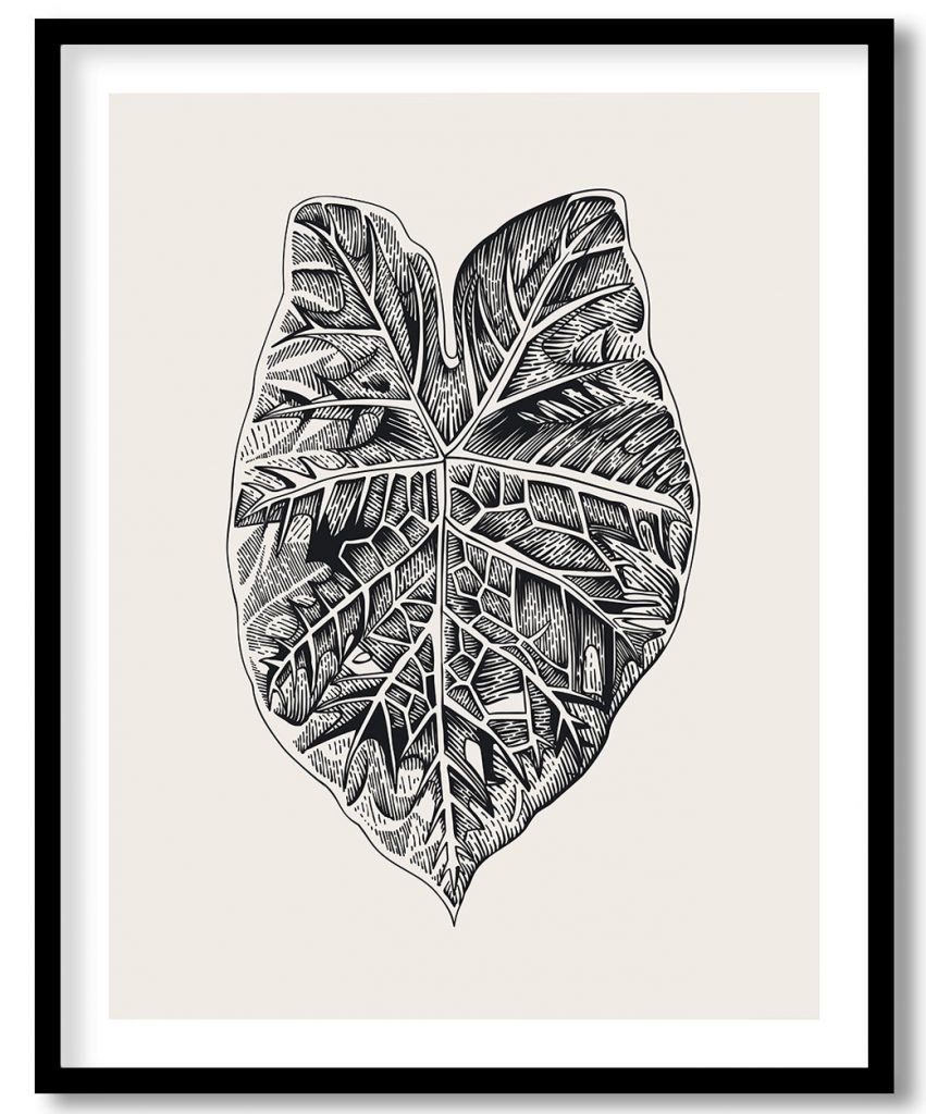 Vintage exoctic black and white caladium leaf #250