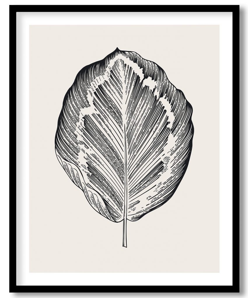 Vintage exoctic black and white calathea leaf