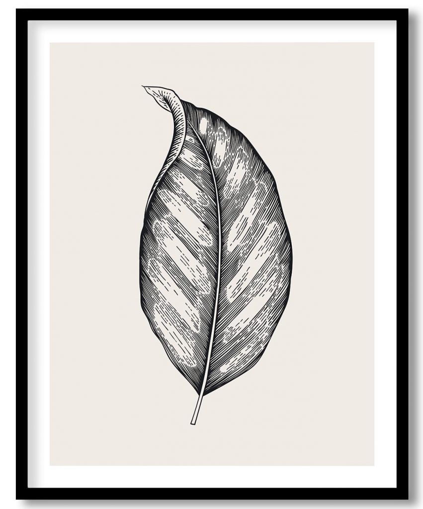 Vintage exoctic black and white stromanthe leaf