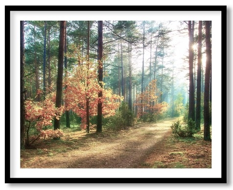 Light Travelling Through Forest