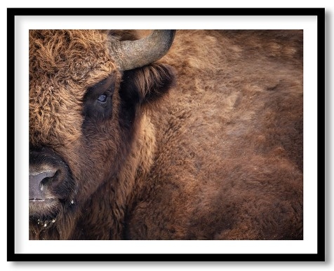 Wild Bison