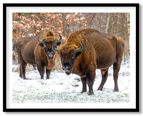 Bison Pair