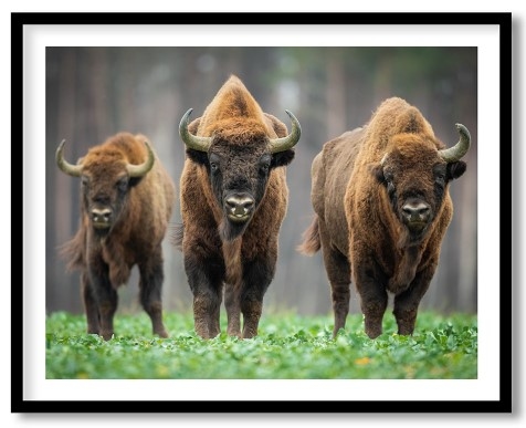 Herd Of Bison