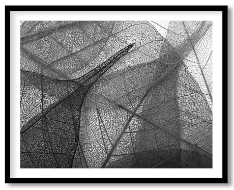 Spider veins of leaves