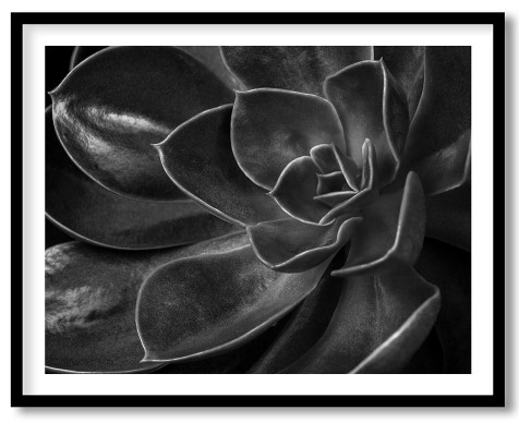 The mexican echeveria