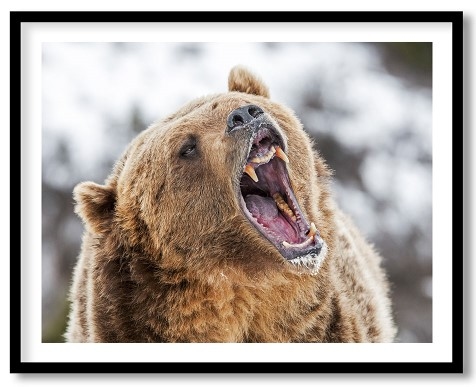 The yawning bear