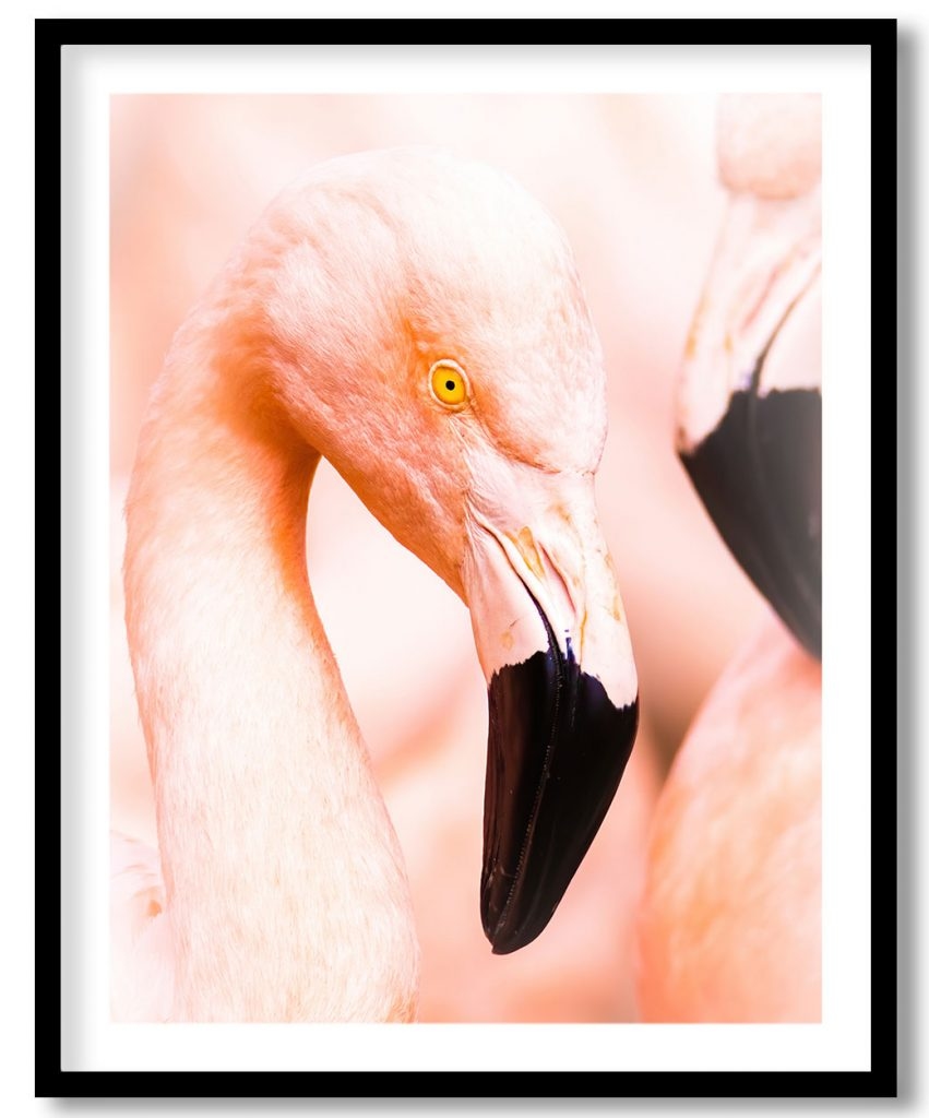 Beautiful grooming flaming