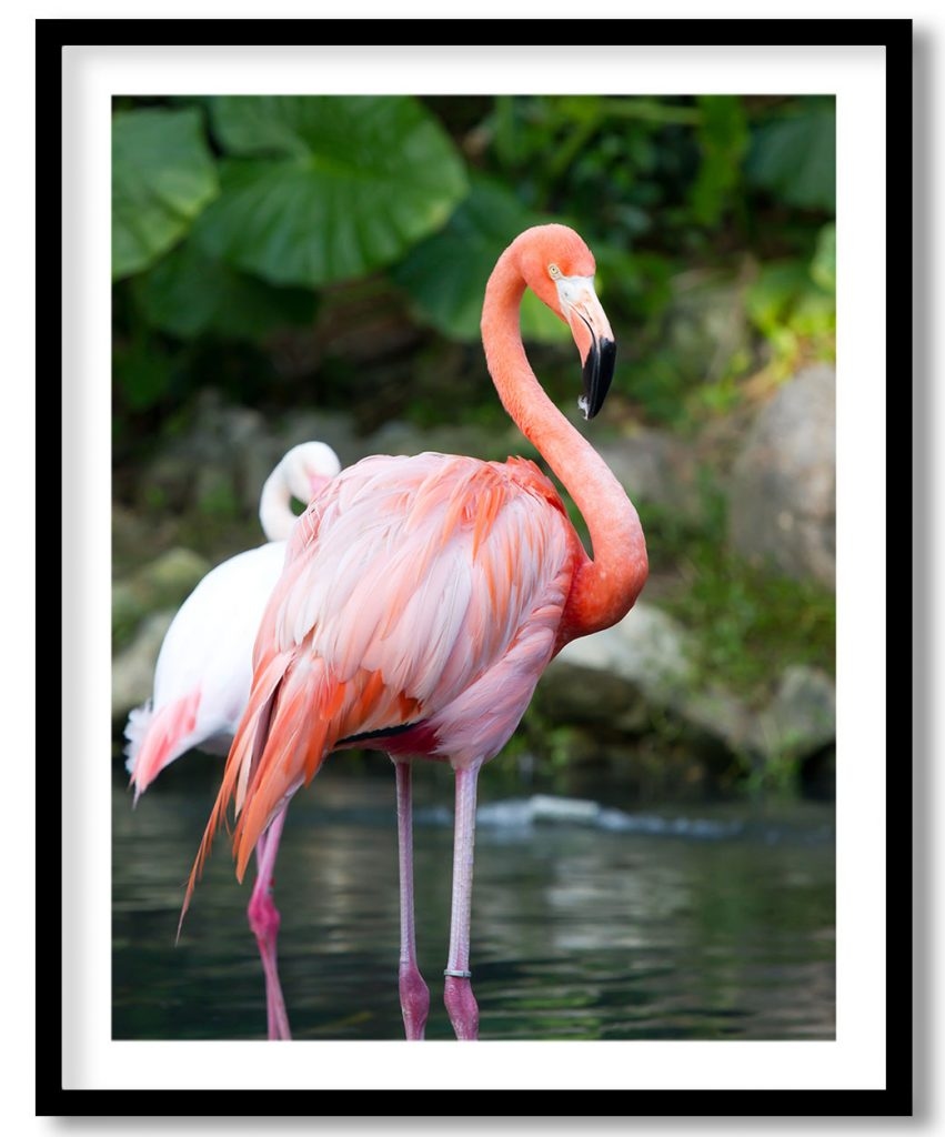 Greater flamingo