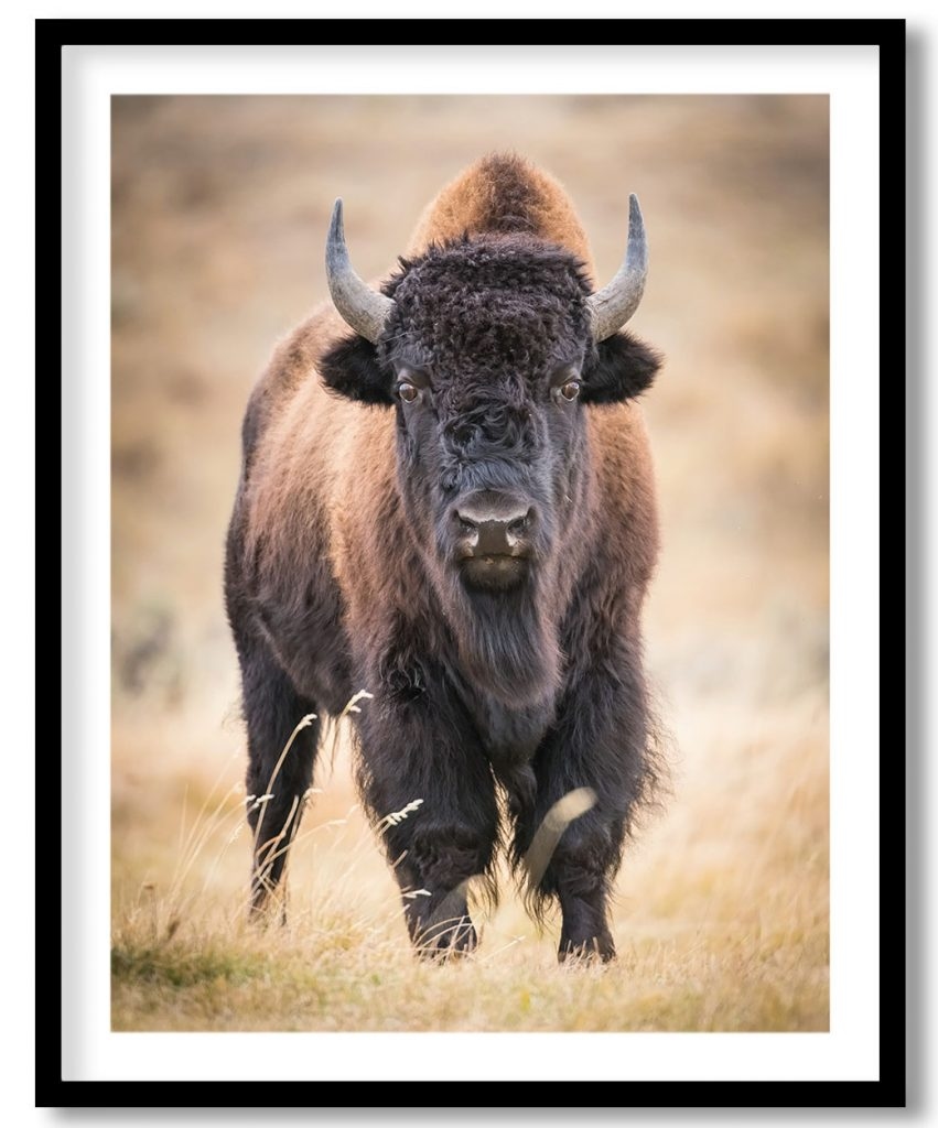 American bison