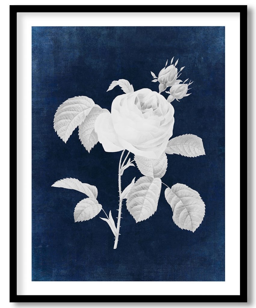 Cabbage rose flower #549 - Indigo Pressed