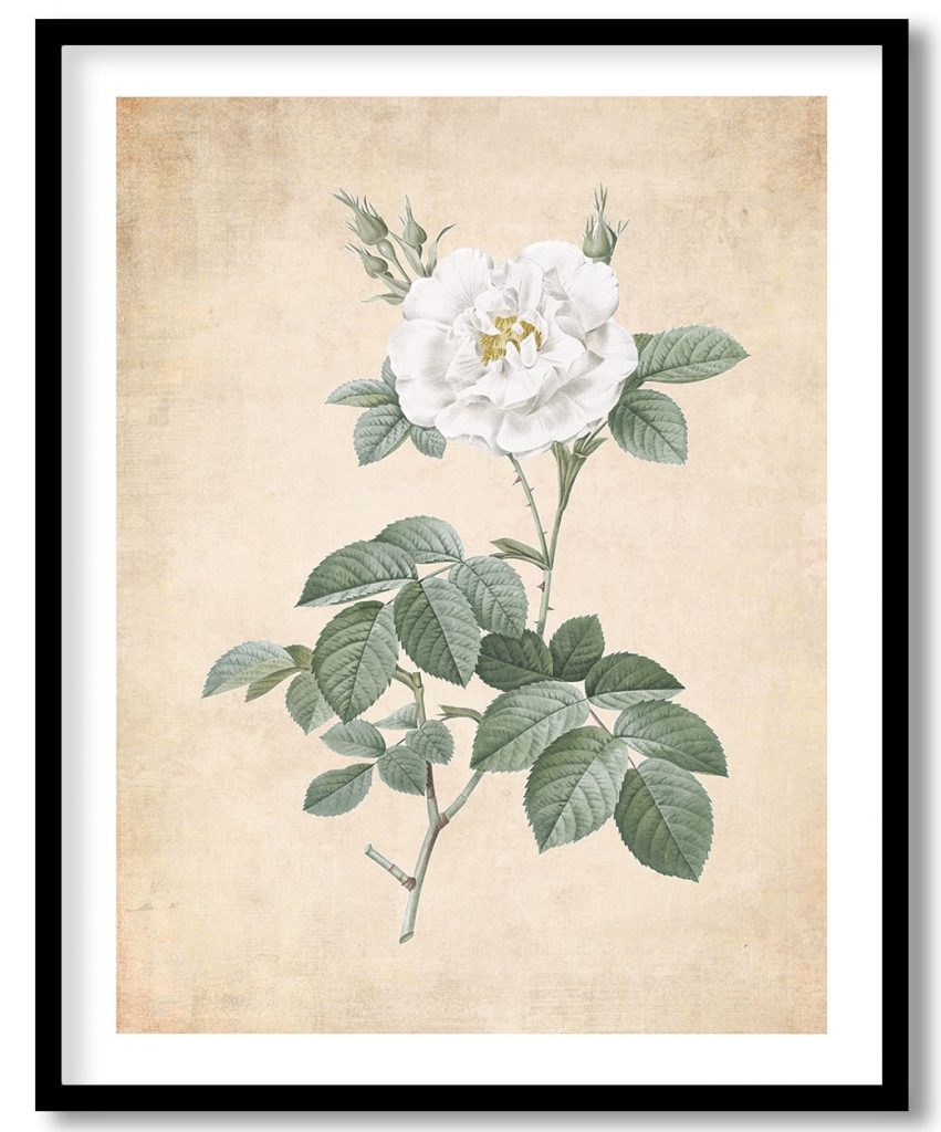 Rosa alba flore pleno - Pressed Vintage Botanical