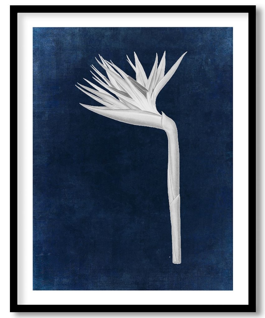 Bird of paradise - Indigo Pressed