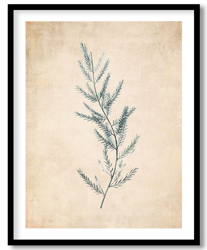 Asparagus sarmentosus - Pressed Vintage Botanical