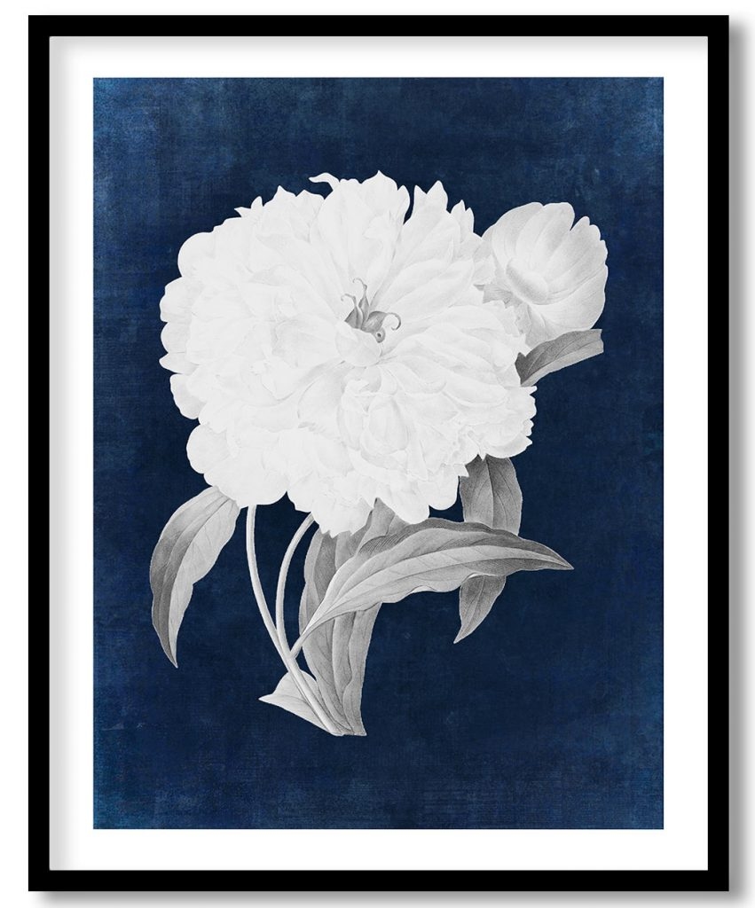 Vintage Peony flower - Indigo Pressed