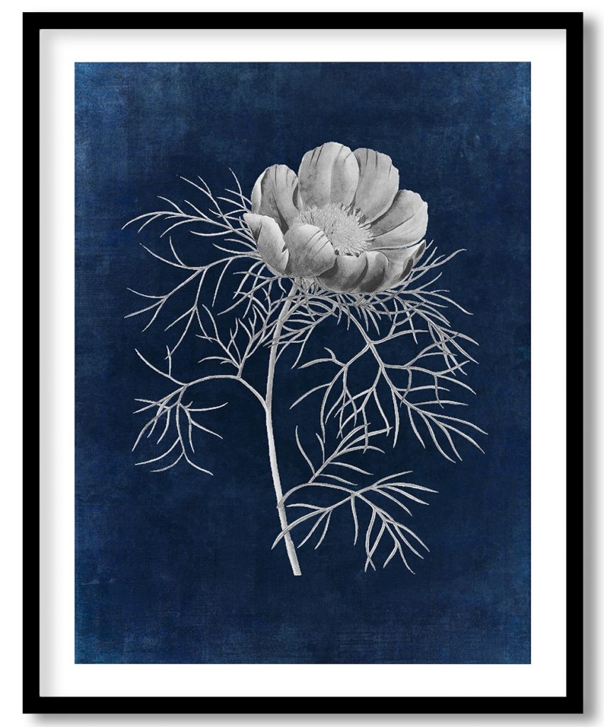 Thin leaved peony flower - Indigo Pressed