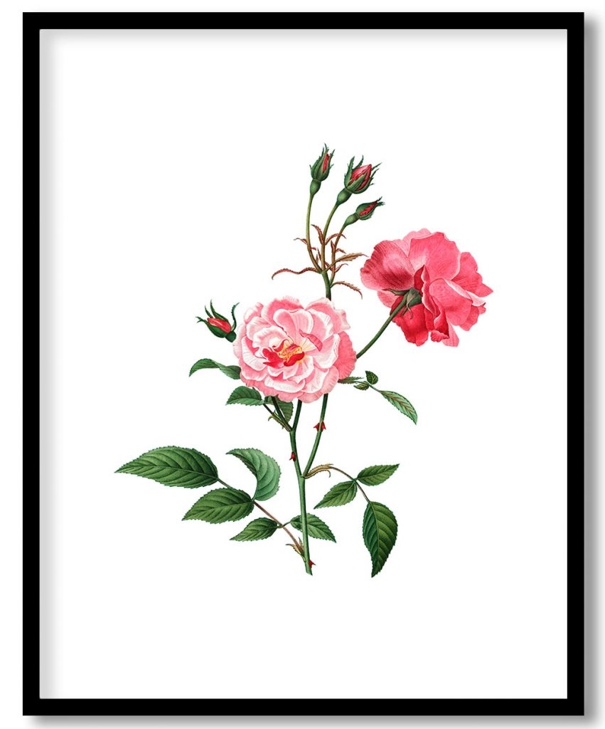 Vintage ever-blowing rose