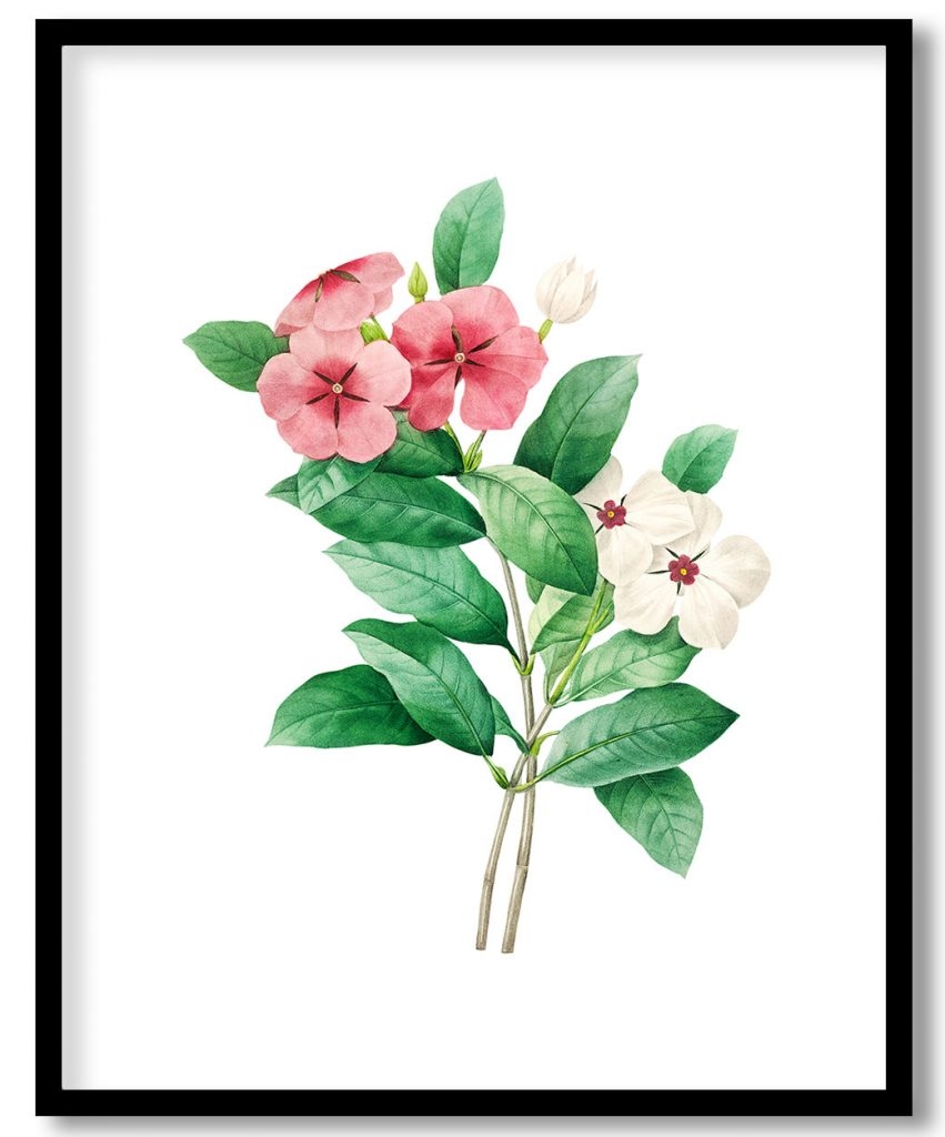 Periwinkle flower botanical by Pierre Joseph Redouté