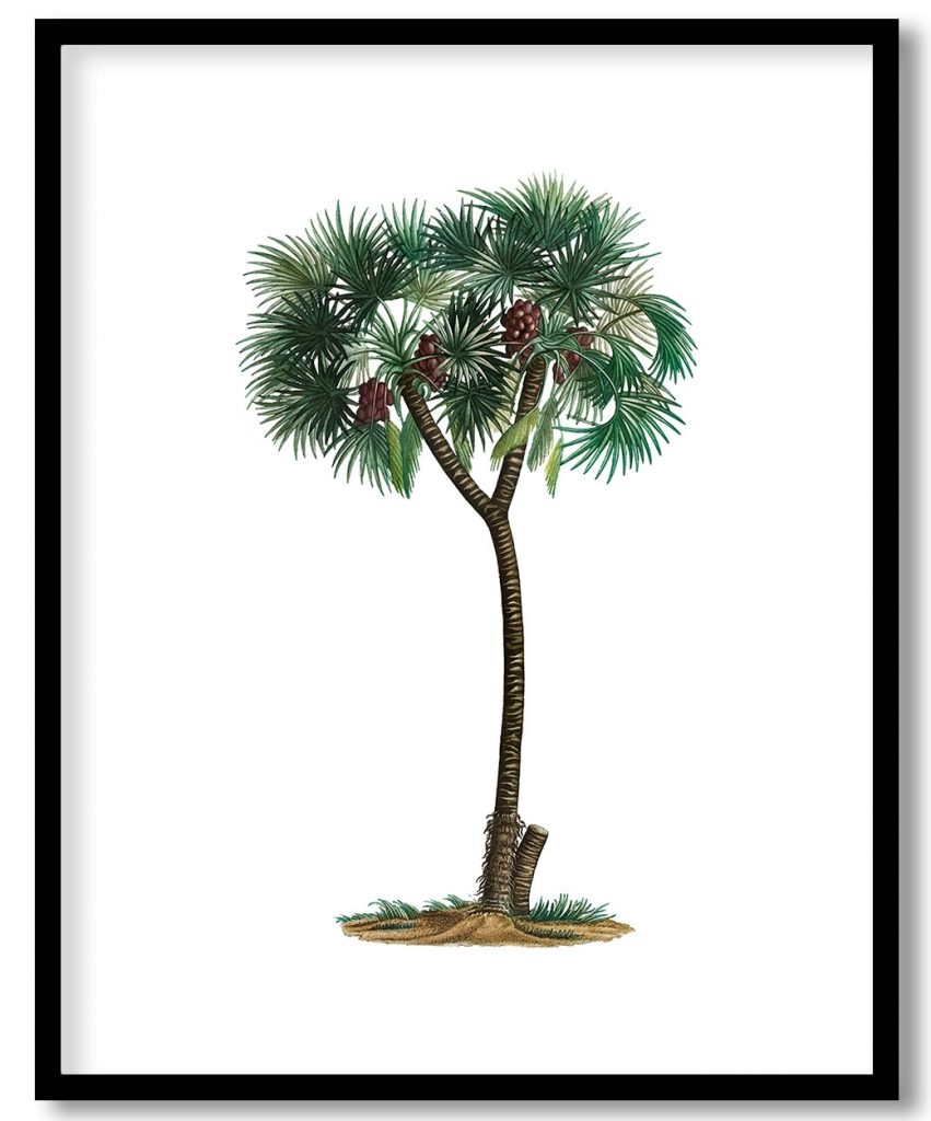 Vintage date palm tree