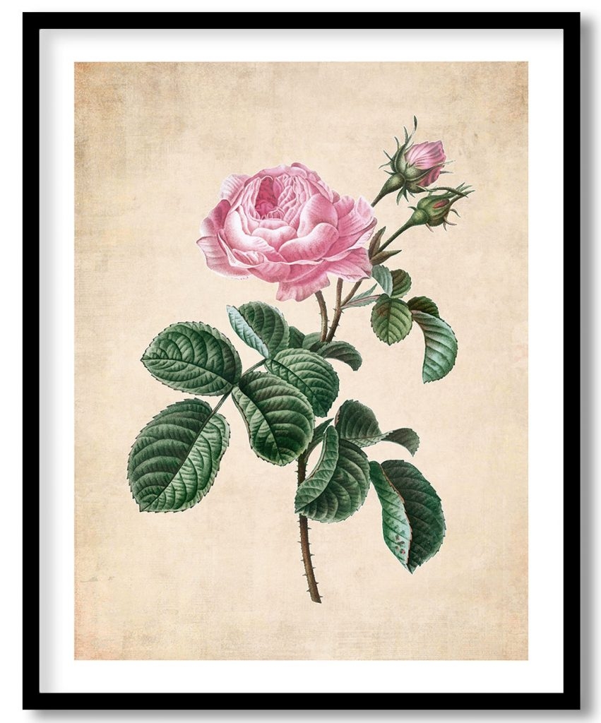 cabbage rose branch - Pressed Vintage Botanical