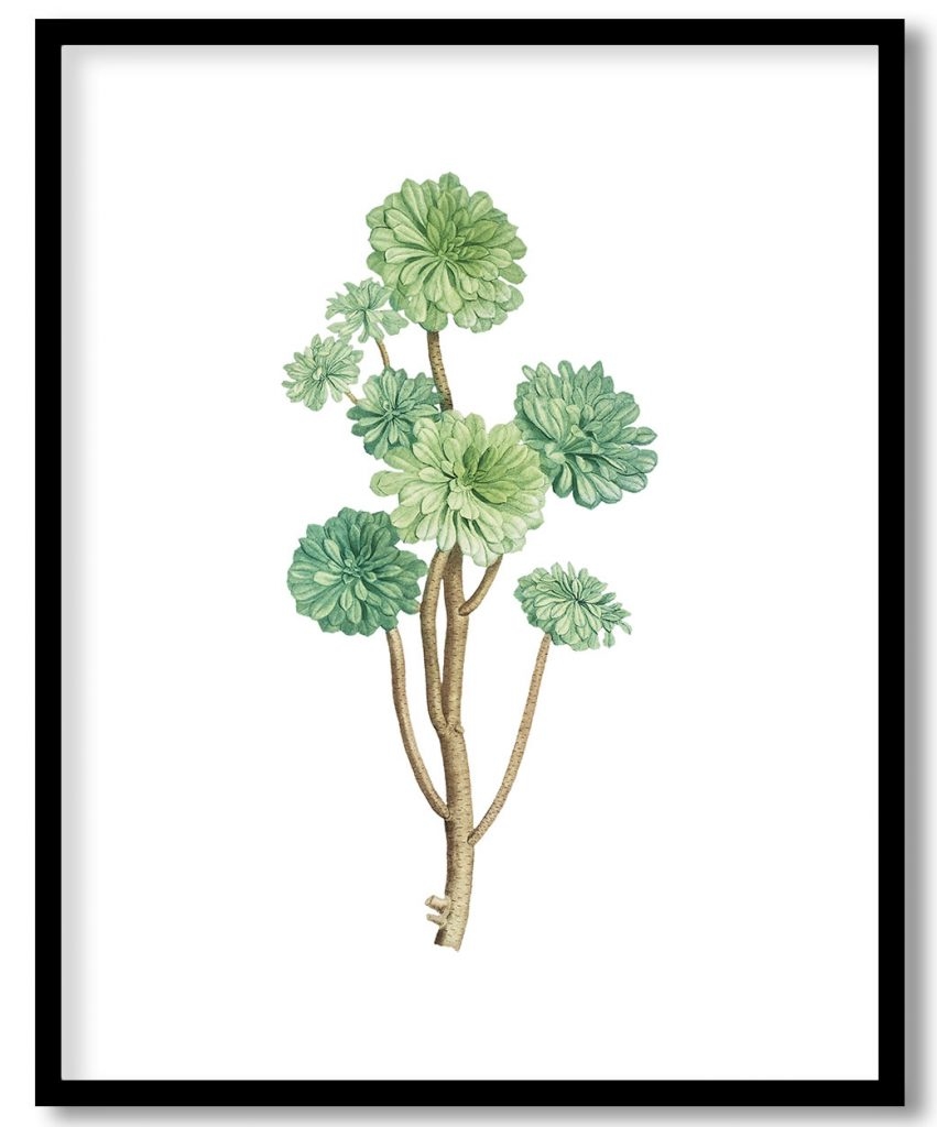 Hand drawn Sempervivum Arboreum (Tree Houseleek)