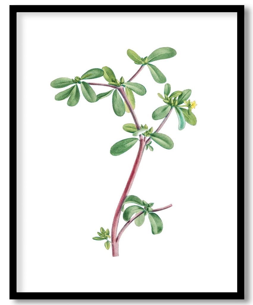 Hand drawn Portulaca Oleracea (Common Purslane)