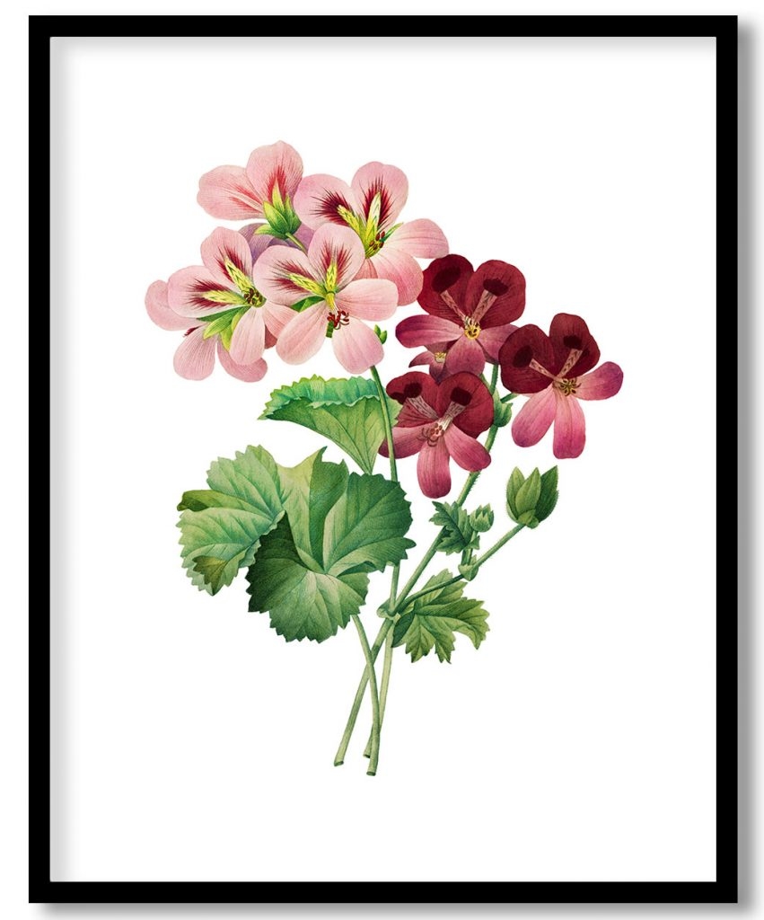 Geranium botanical