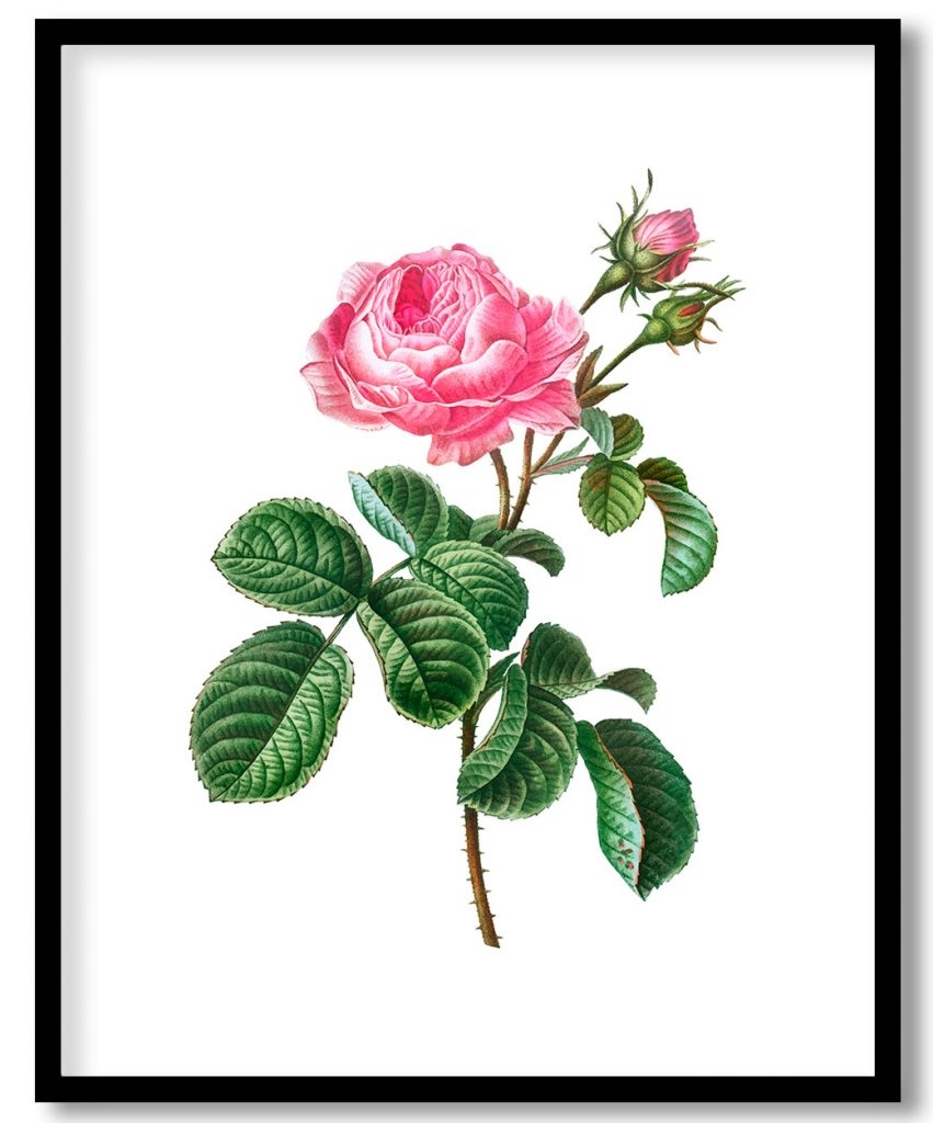 Vintage cabbage rose branch