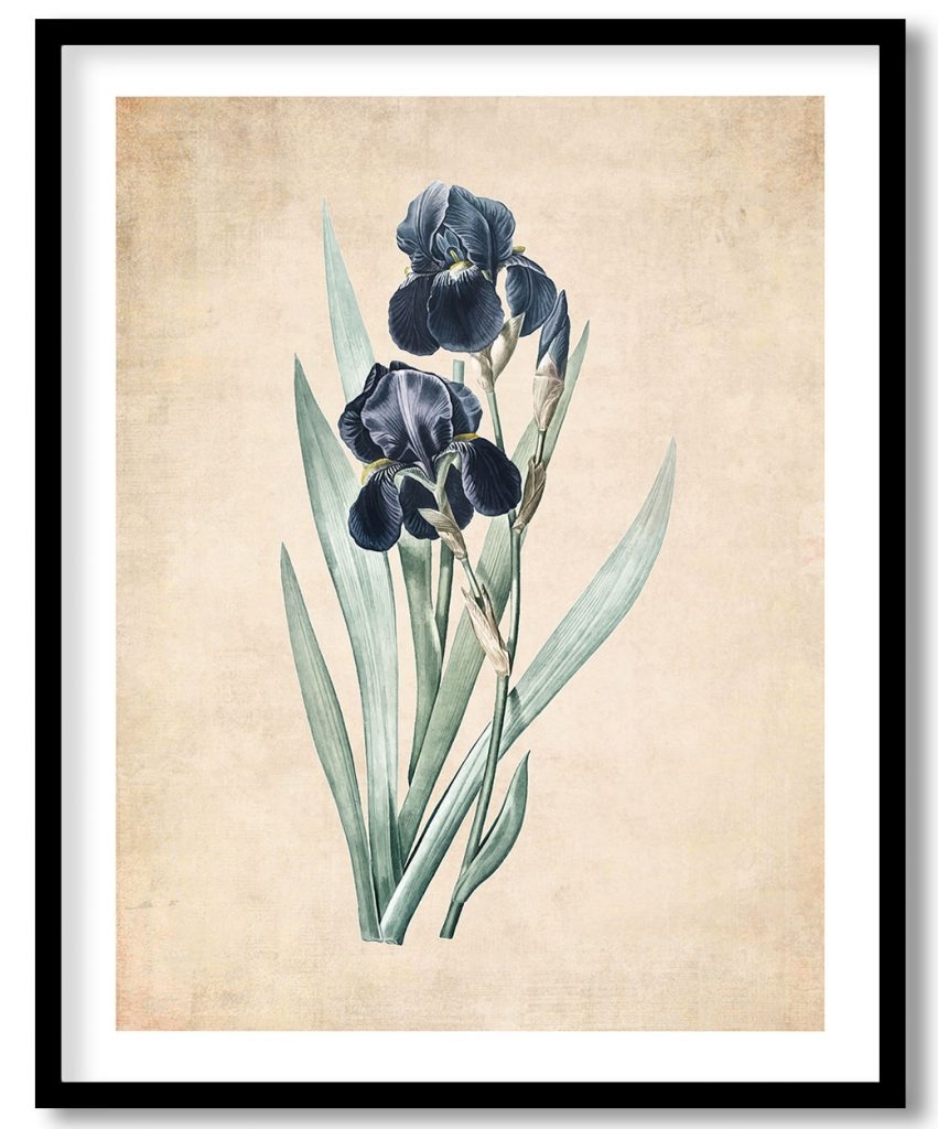 German iris - Pressed Vintage Botanical