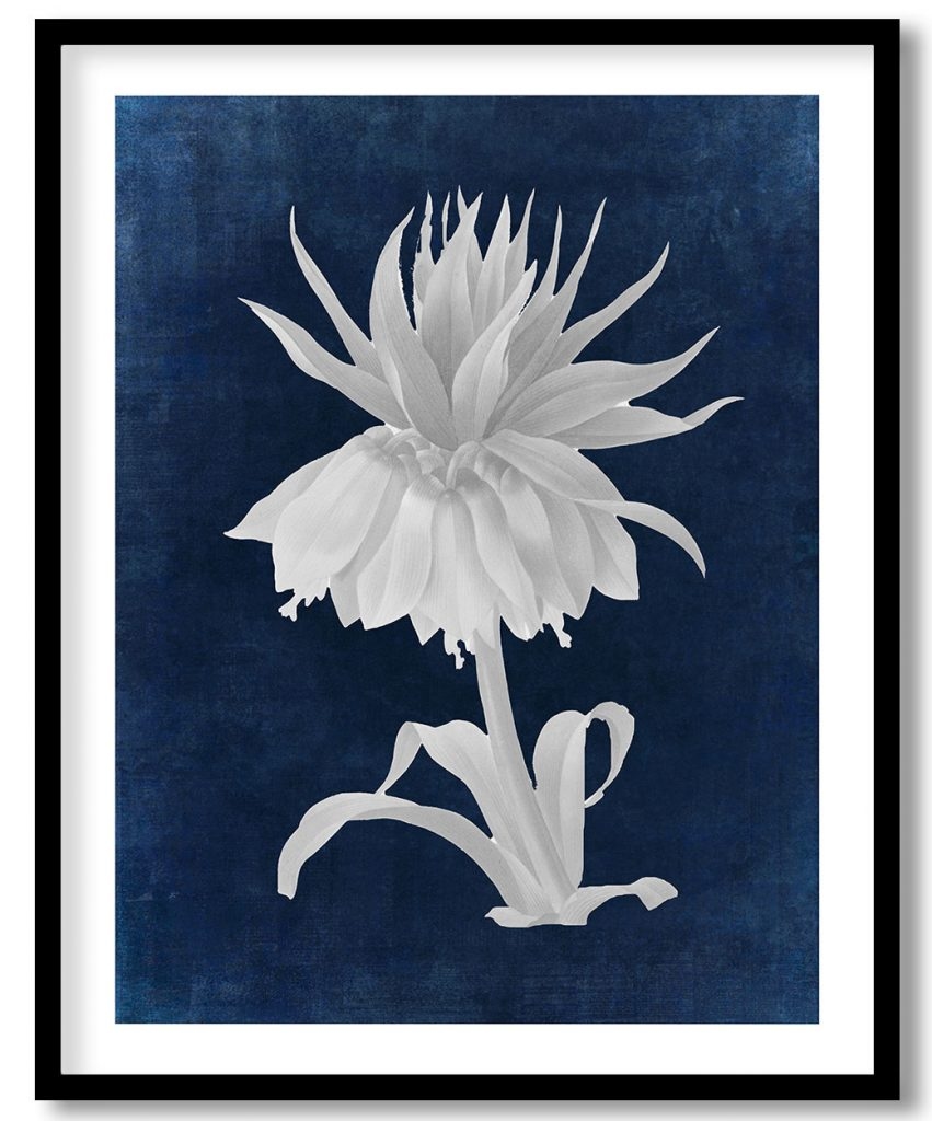 Fritillaire Imperiale - Indigo Pressed