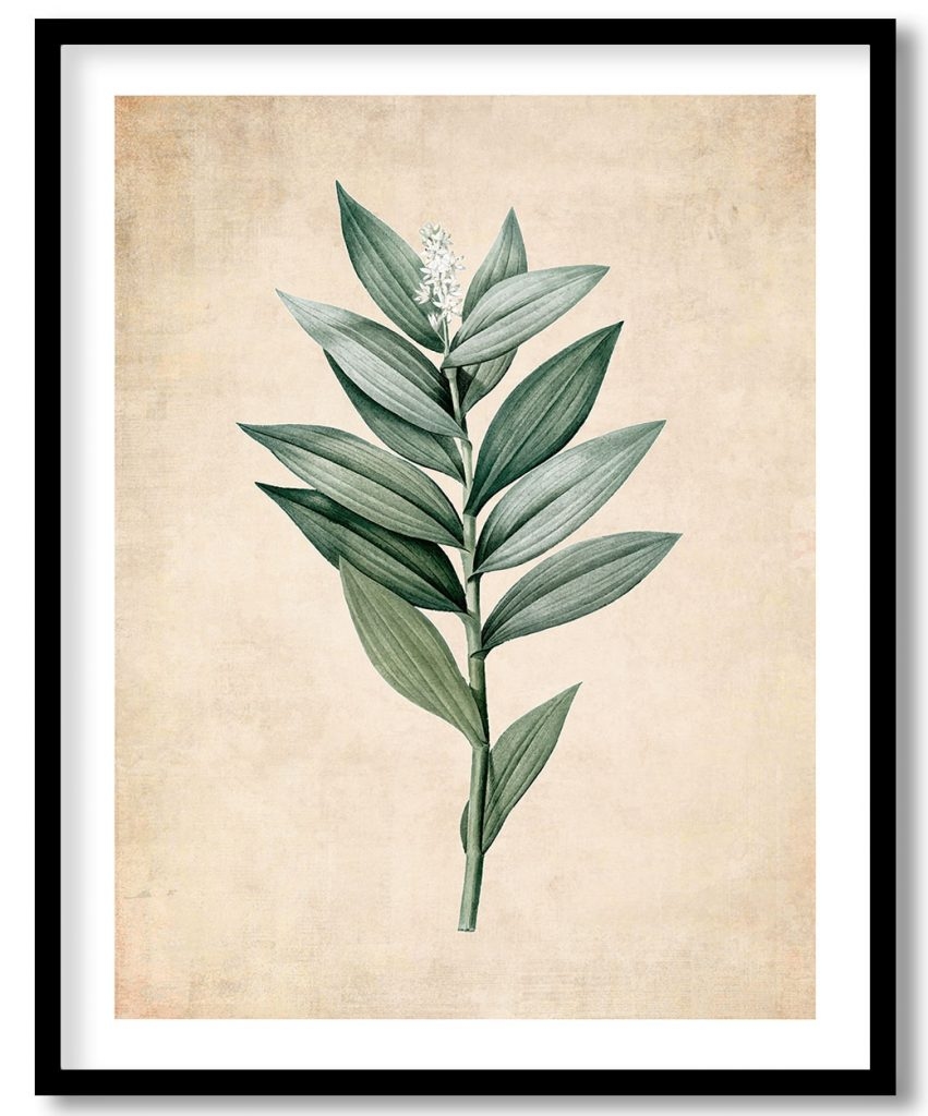 Smilacina stellata - Pressed Vintage Botanical