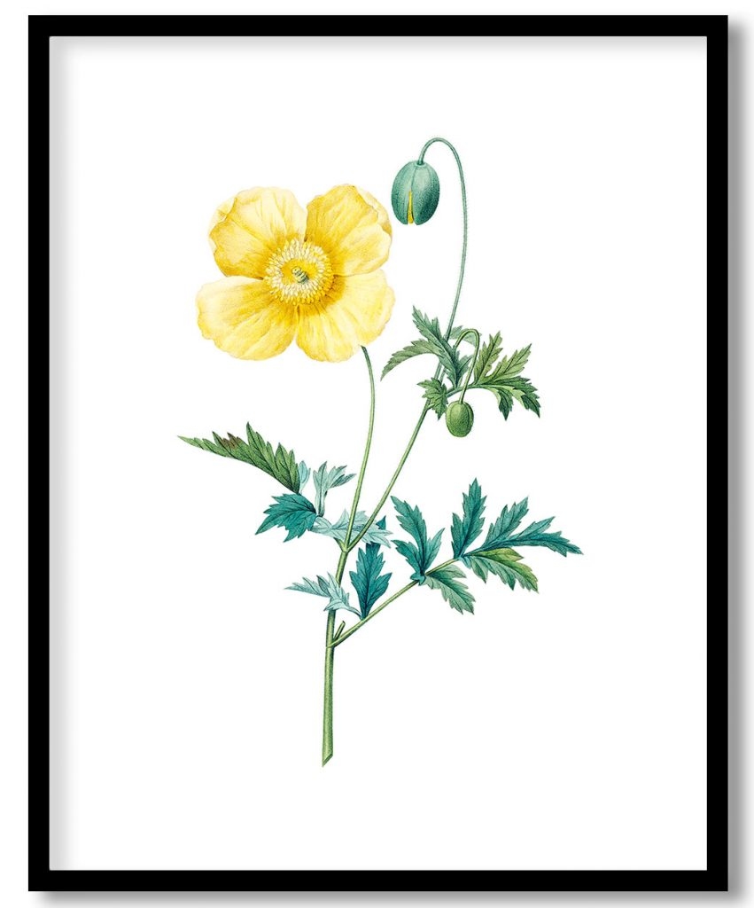Welsh poppy flower botanical by Pierre Joseph Redouté