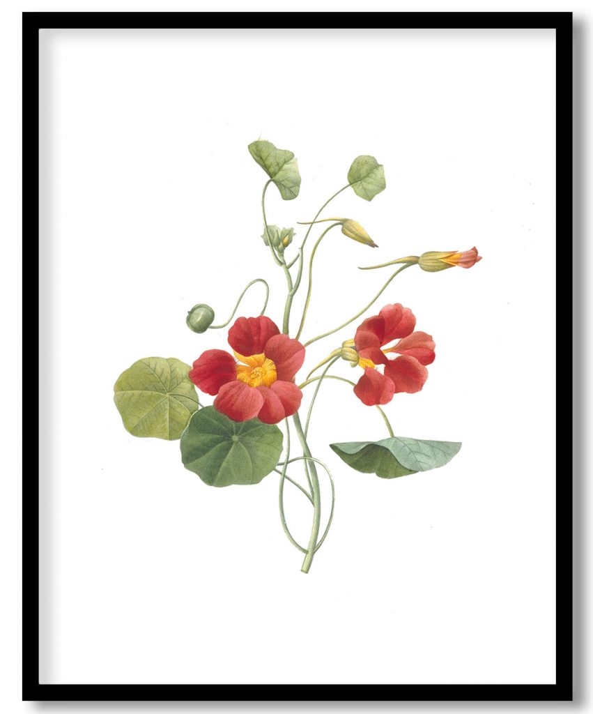 Tropaeolum majus (Garden Nasturtium)