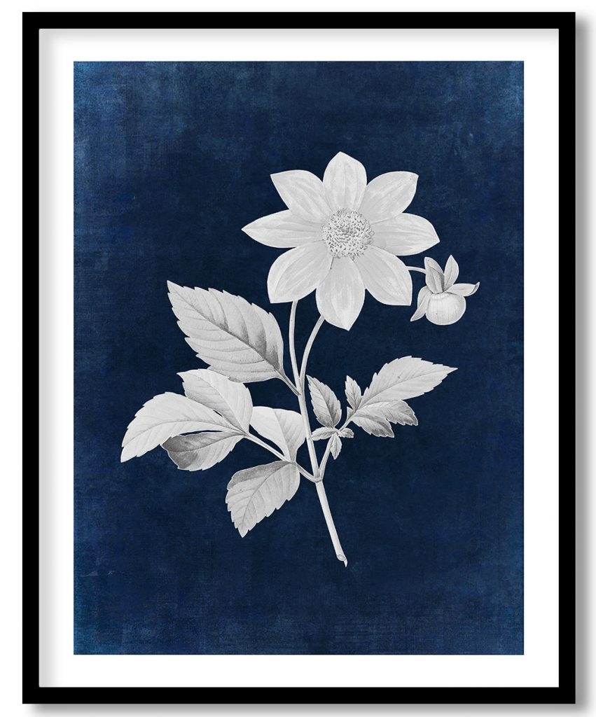 Dahlia flower - Indigo Pressed
