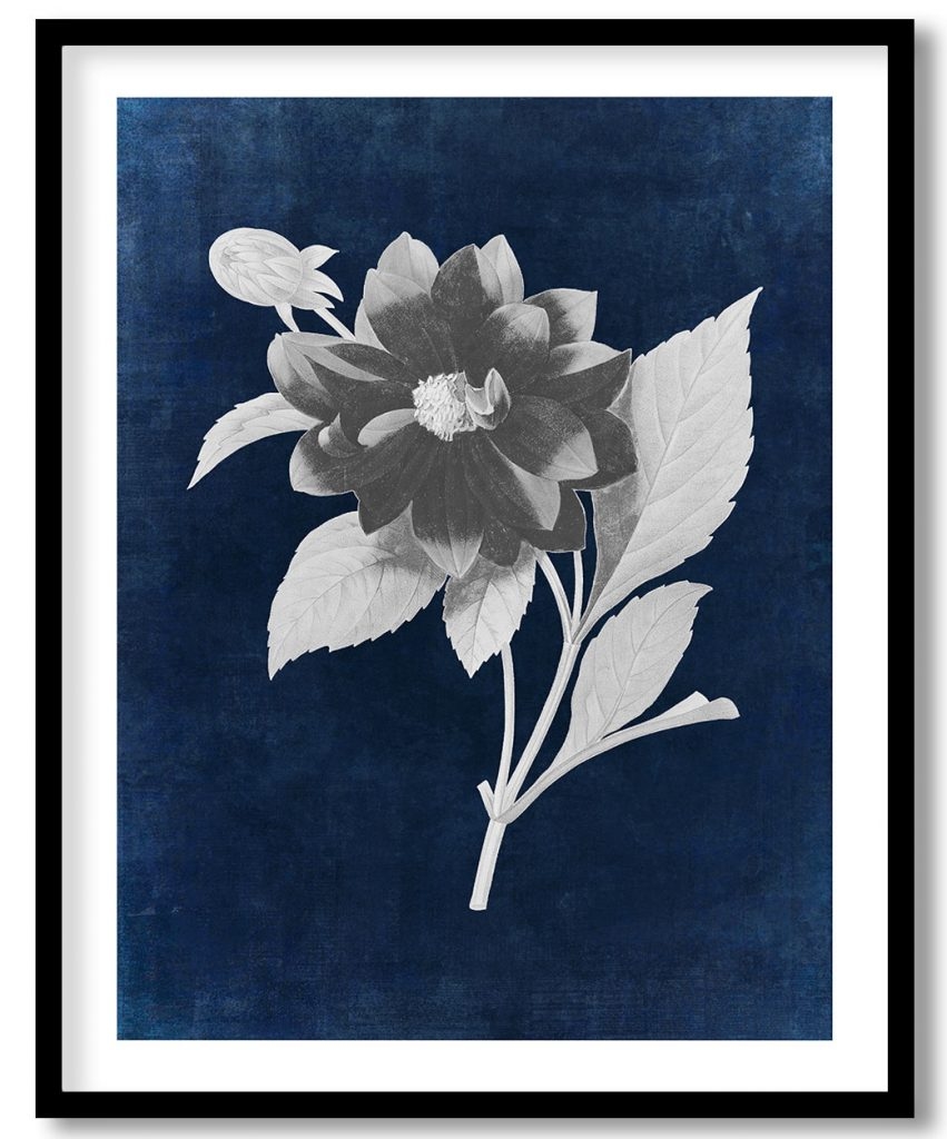 Dahlia double flower - Indigo Pressed
