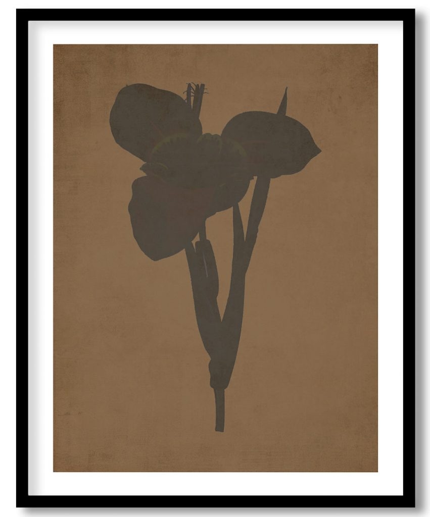 Mexican Shell flower botanical - Walnut Pressed