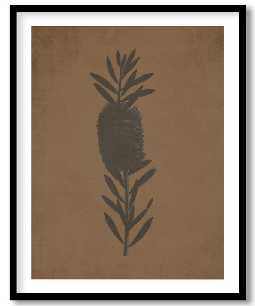 Metrosideros lophanta - Walnut Pressed