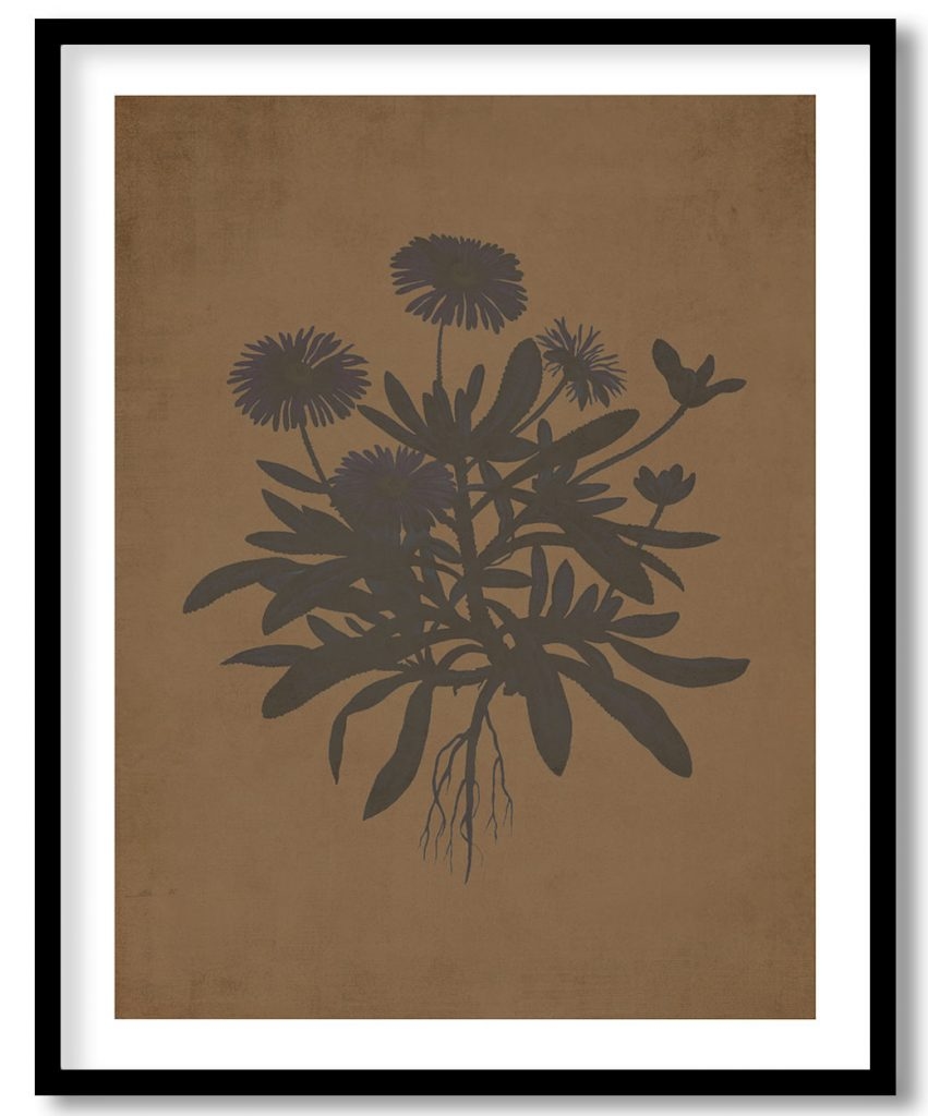 Mesembryanthemum Cuneifolium (Livingstone Daisy) - Walnut Pressed